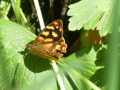Heteronympha solandri