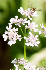 Simosyrphus grandicornis