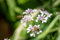 Simosyrphus grandicornis