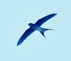 Hemiprocne longipennis