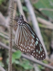 Ideopsis