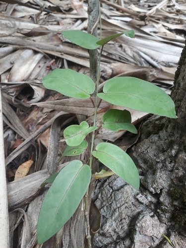 Coffee climber (Vincetoxicum confusum)