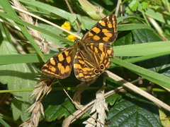 Oreixenica kershawi