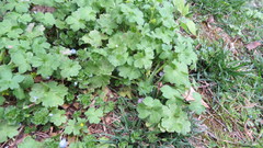 Ranunculus parviflorus