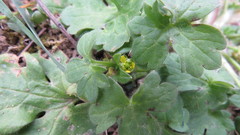 Ranunculus parviflorus