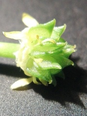 Ranunculus parviflorus