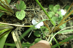Diclis rotundifolia