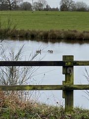 Branta canadensis