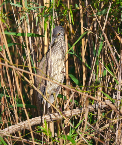 Nycticorax nycticorax image