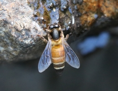Apis dorsata