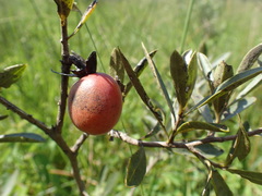 Diospyros lycioides nitens
