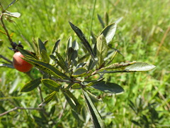 Diospyros lycioides nitens