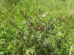 Diospyros lycioides nitens