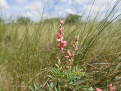 Indigofera williamsonii