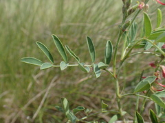 Indigofera williamsonii