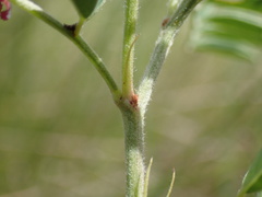Indigofera williamsonii