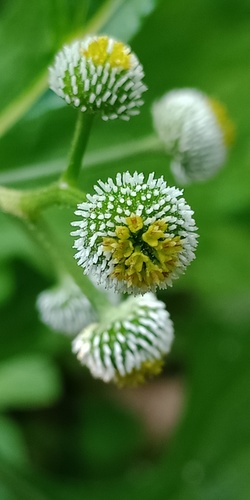 Auriculate Dichrocephala