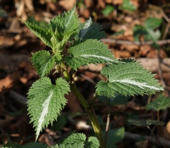 Lamium orvala