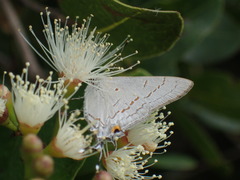 Hypolycaena philippus
