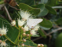 Hypolycaena philippus