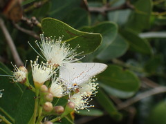 Hypolycaena philippus
