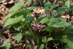 Lamium orvala