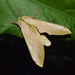 Mulberry Hawkmoth - Photo (c) suncana, some rights reserved (CC BY), uploaded by suncana