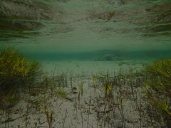 Zostera nigricaulis