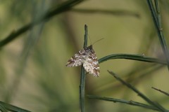 Enchoria lacteata