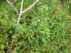 Chaenostoma floribundum