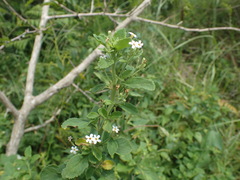 Chaenostoma floribundum