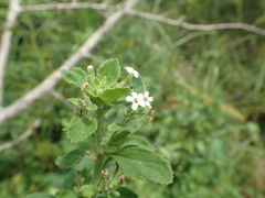Chaenostoma floribundum