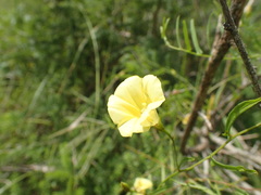 Xenostegia tridentata