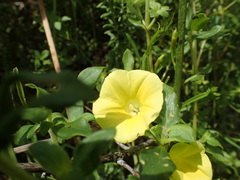 Xenostegia tridentata