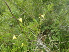 Xenostegia tridentata