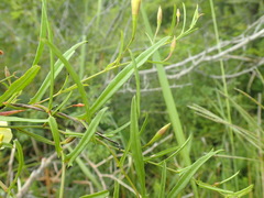 Xenostegia tridentata