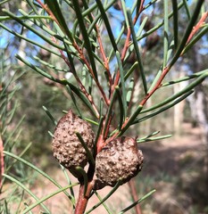 Hakea nodosa