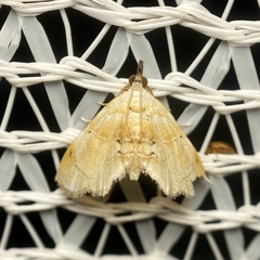 Trichophysetis fulvifusalis