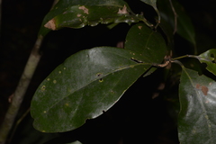 Endiandra muelleri muelleri