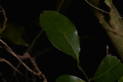 Endiandra muelleri muelleri