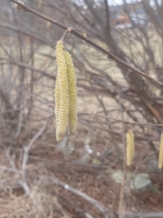 Corylus avellana