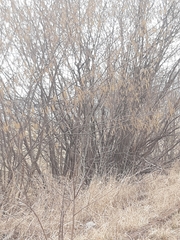 Corylus avellana