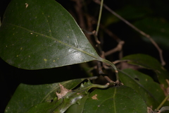 Endiandra muelleri muelleri