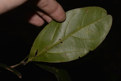 Endiandra muelleri muelleri