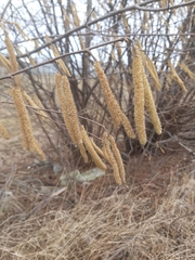 Corylus avellana