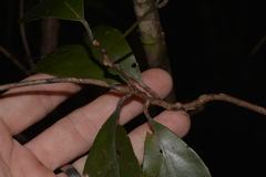 Endiandra muelleri muelleri