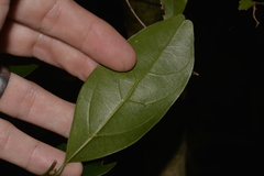 Endiandra muelleri muelleri