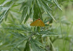 Mecyna flavalis