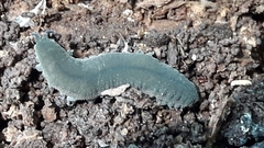 Peripatopsis birgeri