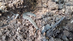 Peripatopsis birgeri